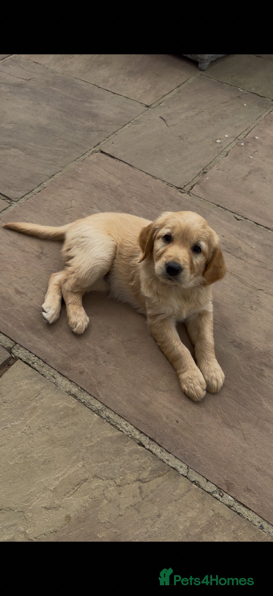 Goldendoodle dogs **Ready now!!!** 1 girl left!!!  - Advert 1