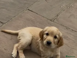Goldendoodle dogs **Ready now!!!** 1 girl left!!! - Advert 1