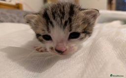 Mixed Breed cats for sale: 4 stunning kittens  - Image 25