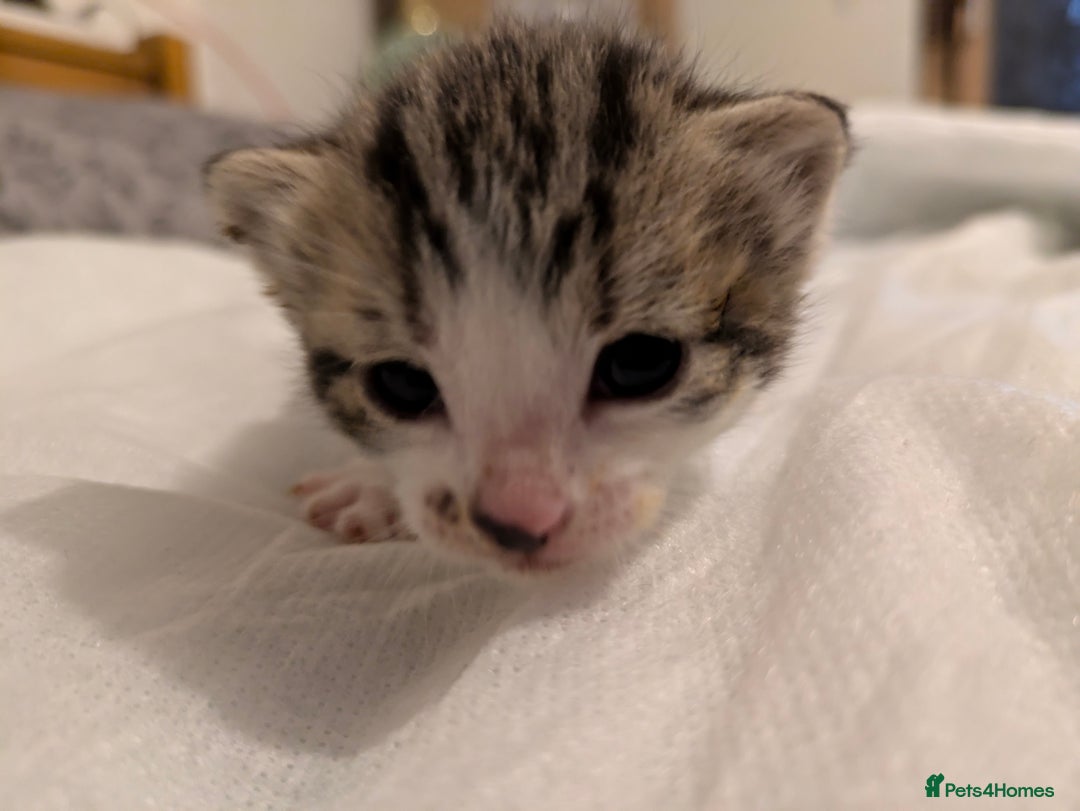 Mixed Breed cats for sale: 4 stunning kittens  - Image 25