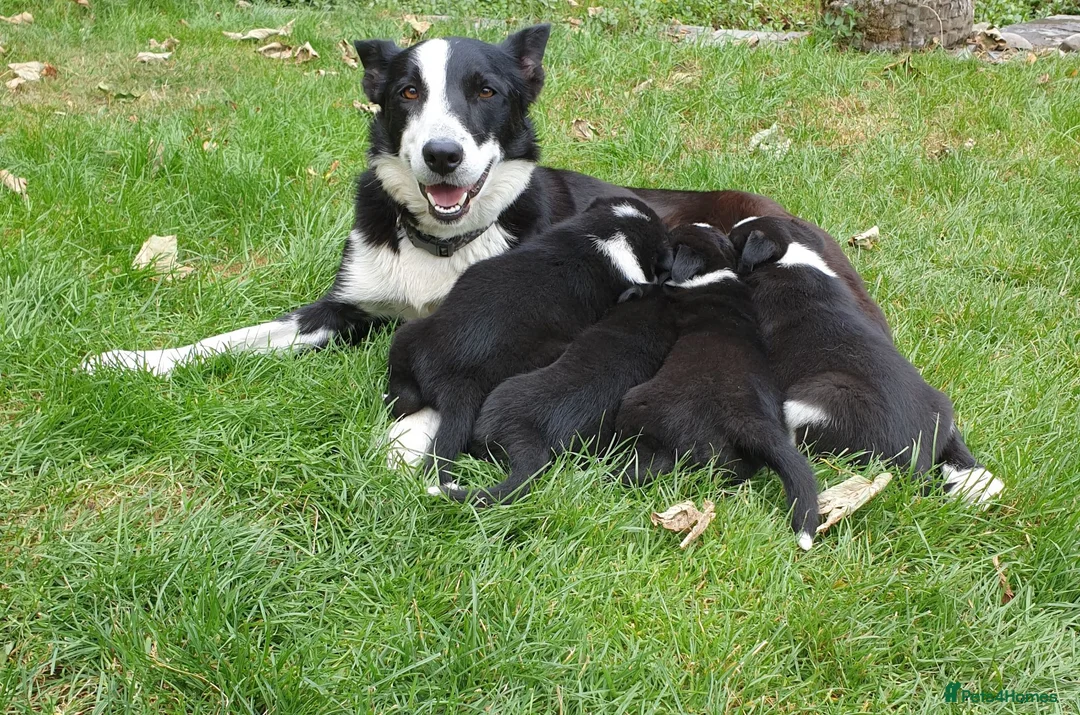 Border Collie dogs for sale: Beautiful Border Collie Pups for sale - Advert 18