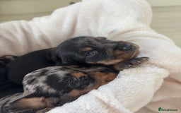 Mixed Breed dogs for sale: 5 Adorable miniature dapple schnoxie puppies - Image 5