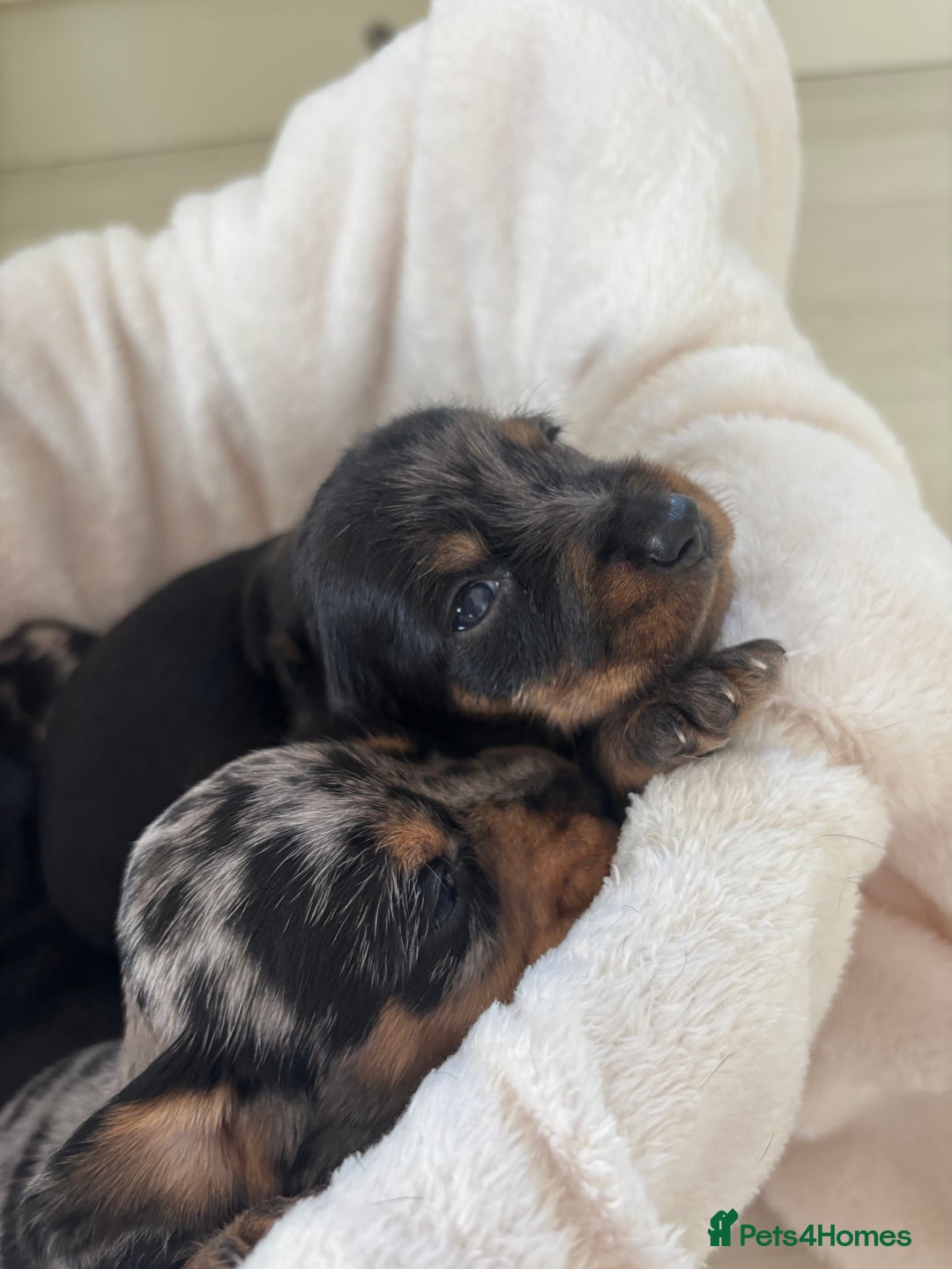 Mixed Breed dogs for sale: 5 Adorable miniature dapple schnoxie puppies - Image 5