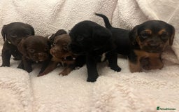 Cockapoo dogs for sale: Cockerpooos ready soon  - Image 4
