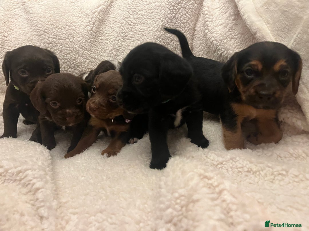 Cockapoo dogs for sale: Cockerpooos ready soon  - Image 4