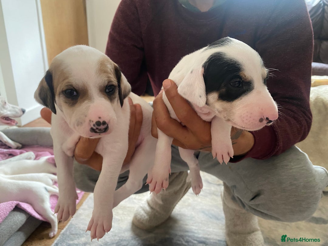 Mixed Breed dogs for sale: Lurcher puppies  - Image 7