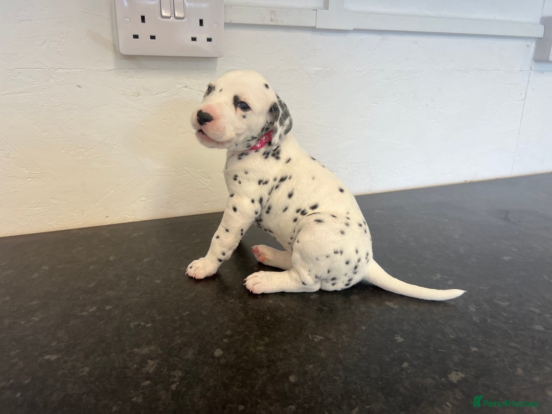 Dalmatian dogs for sale: 🐶 Stunning Dalmatian Puppies Ready 28th August 🐶 - Image 16