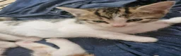 Mixed Breed cats for sale: Mixed breed kittens - Advert 6