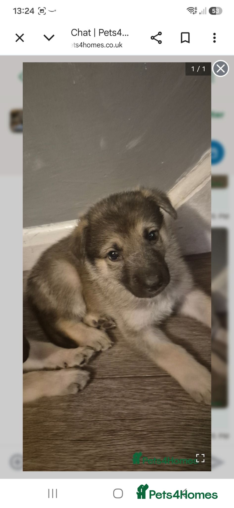 Mixed Breed dogs Pups  mum gsdx Alaskan malamute Dad is full gsd  - Advert 6