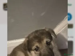 Mixed Breed dogs Pups mum gsdx Alaskan malamute Dad is full gsd - Advert 6
