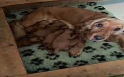 Cockapoo dogs for sale: * health tested through parentage*F1 Cockapoo - Image 16