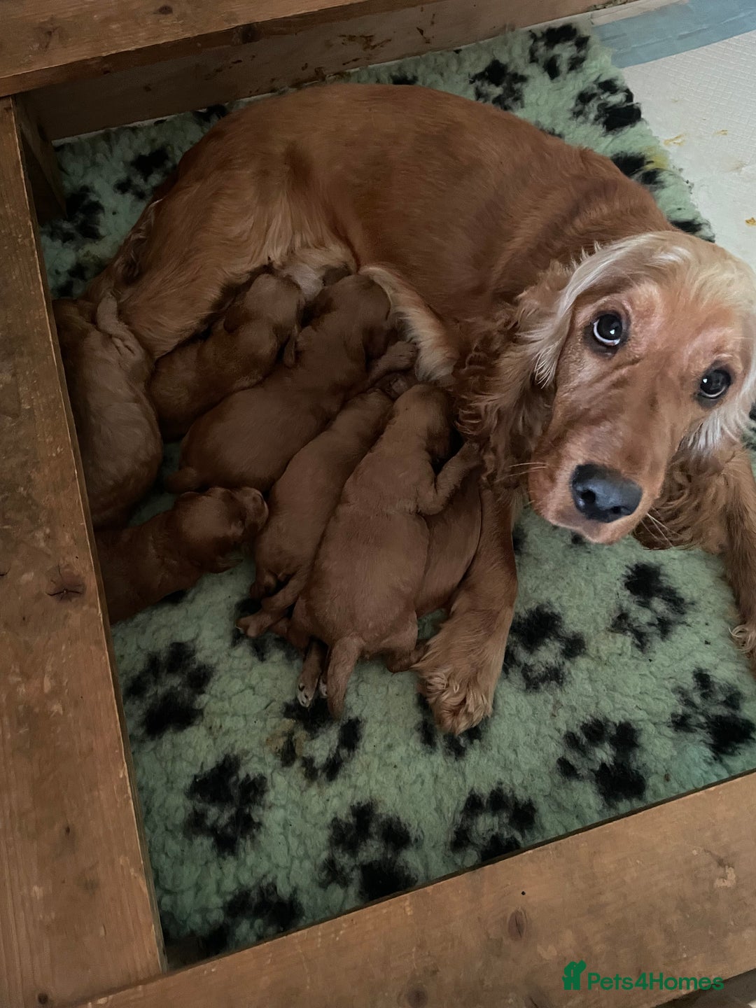 Cockapoo dogs for sale: * health tested through parentage*F1 Cockapoo - Image 16