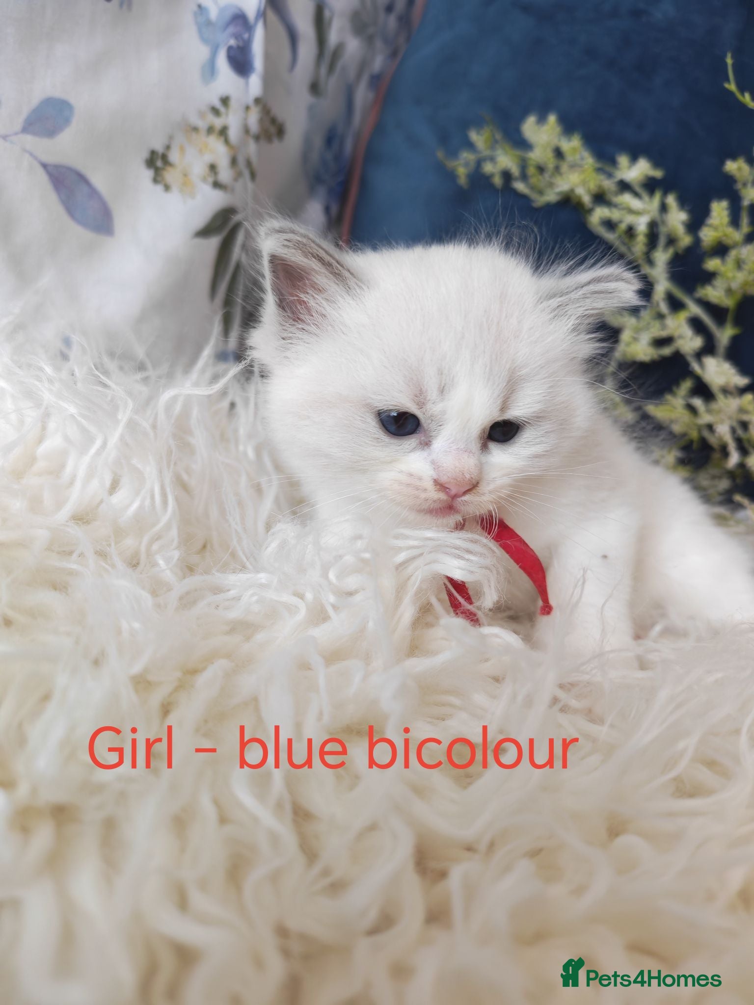 Ragdoll cats GCCF REGISTERED BEAUTIFUL RAGDOLLS KITTENS  - Advert 4