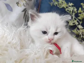 Ragdoll cats GCCF REGISTERED BEAUTIFUL RAGDOLLS KITTENS - Advert 16