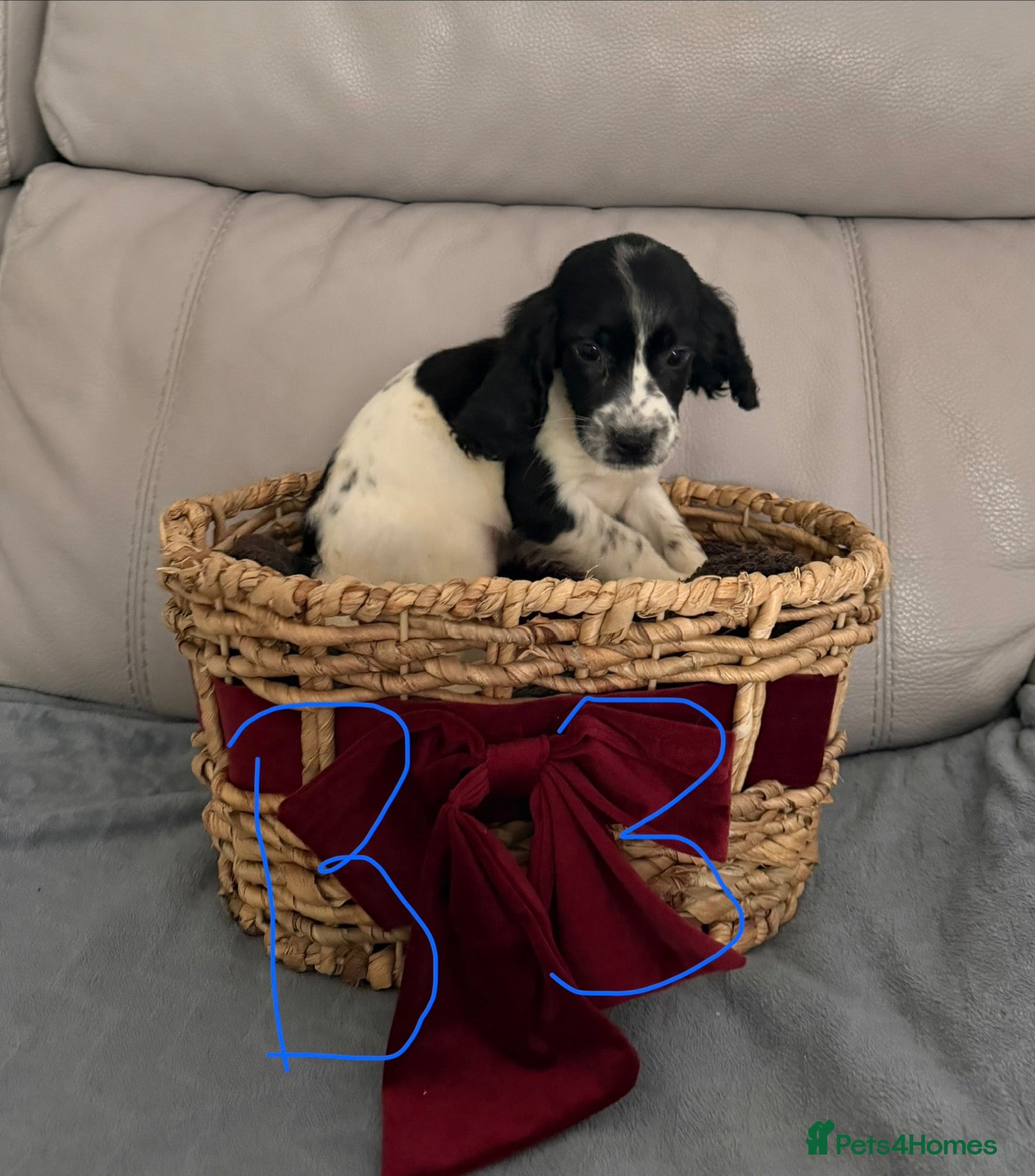 Sprocker dogs for sale: Sprocker puppy’s for sale  - Advert 1