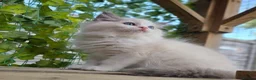 Ragdoll cats for sale: 💓please read🩵🏆European Champion lines 💫Tica - Advert 23