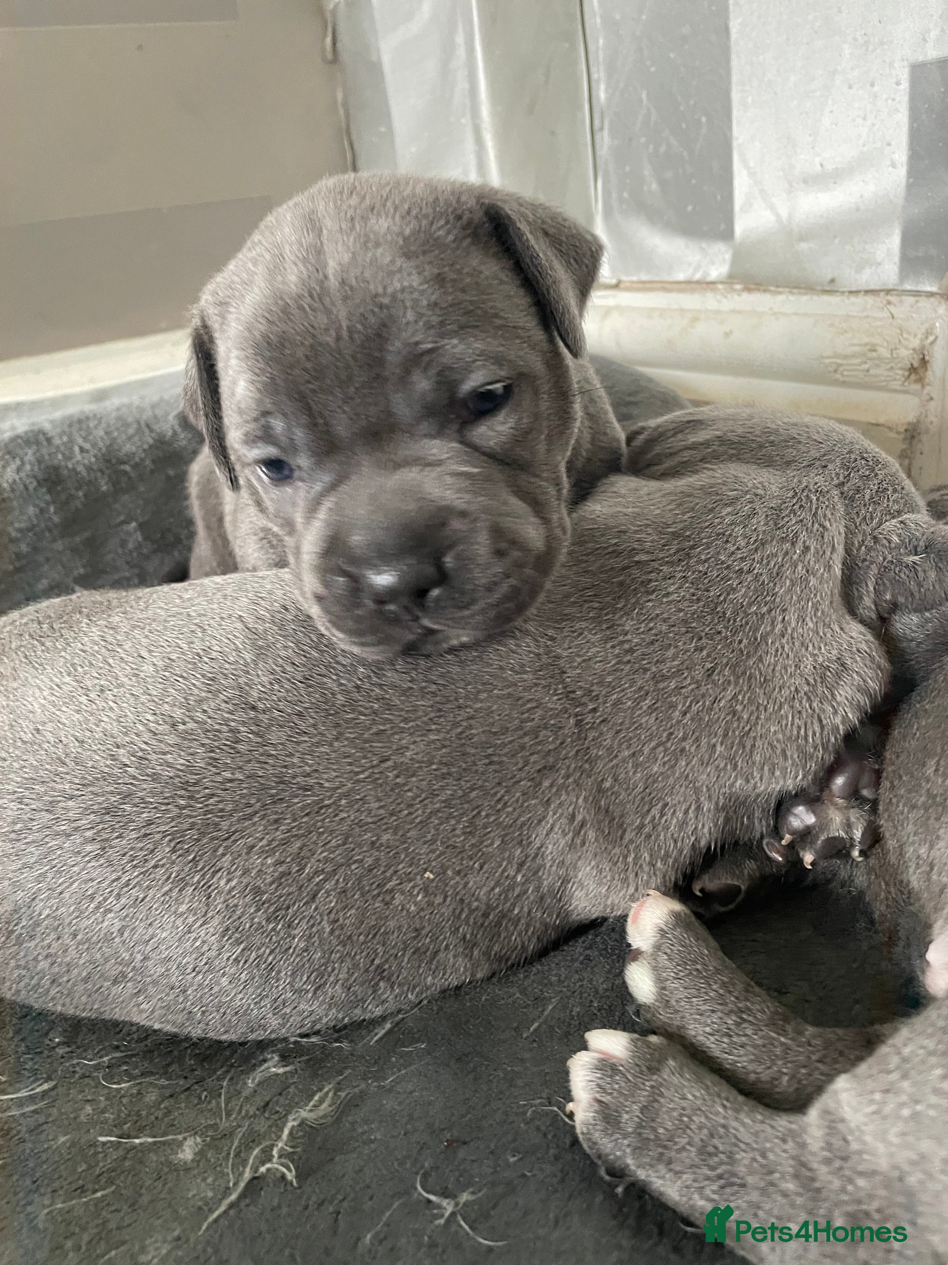Staffordshire Bull Terrier dogs Blue Staffordshire Bull Terriers K.C Registered - Advert 2