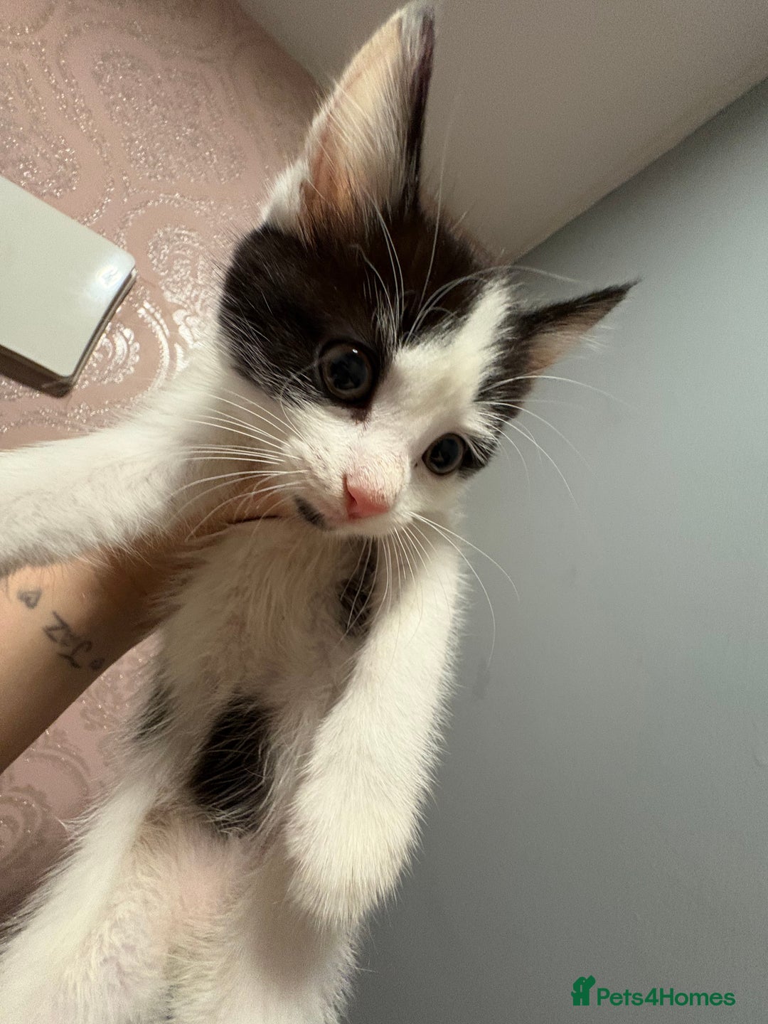 Mixed Breed cats for sale: Mainecoone x abysinian  - Image 4