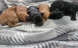 Cockapoo dogs for sale: 6 cockapoo boys  - Image 4