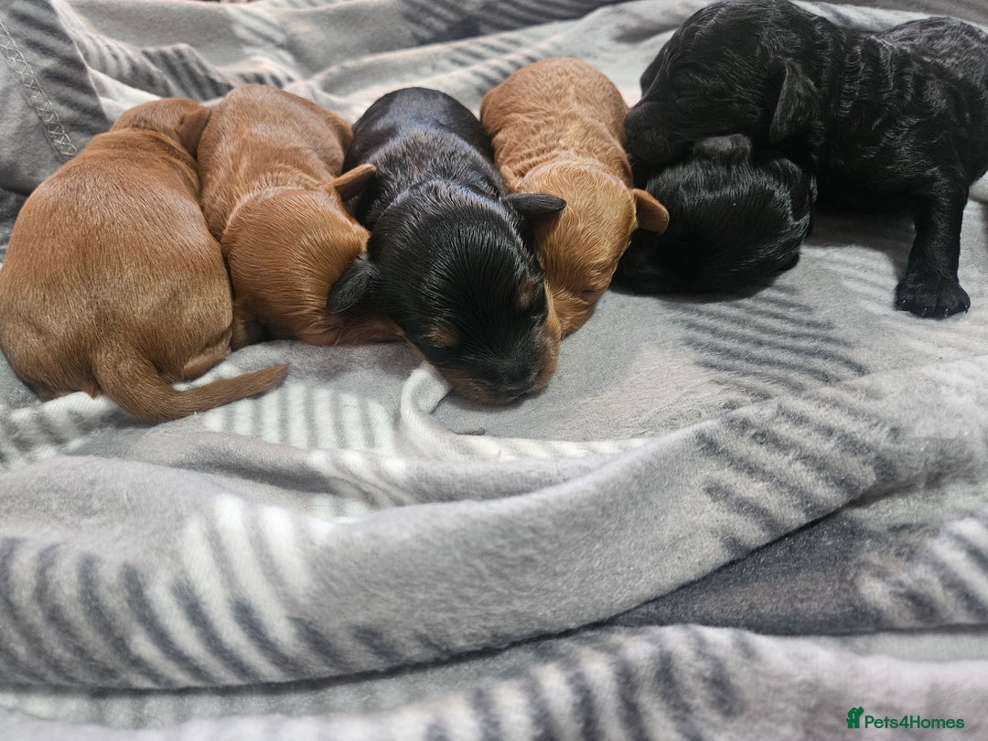 Cockapoo dogs for sale: 6 cockapoo boys  - Image 4