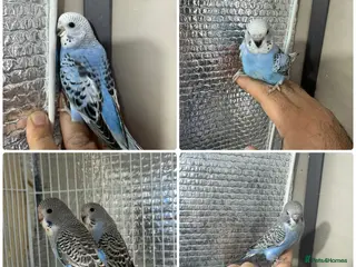 Budgerigars birds Split of bw/bf budgies - Advert 1
