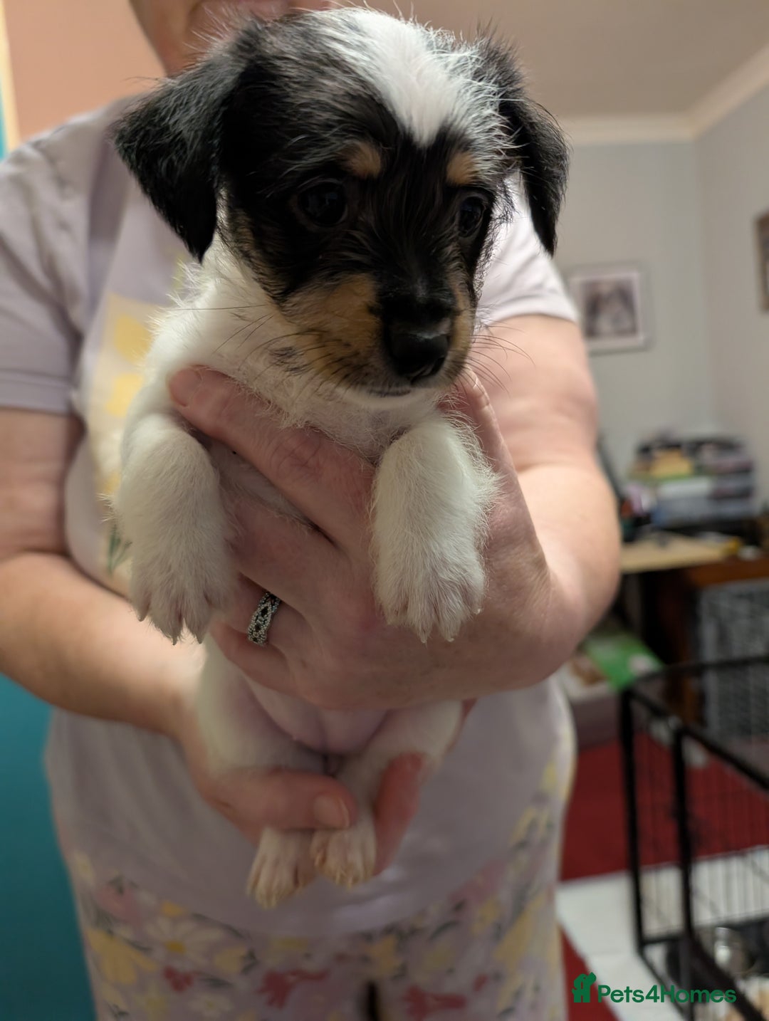 Mixed Breed dogs for sale: Shih Tzu Terrier cross  - Image 13