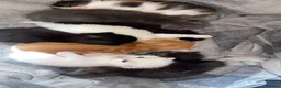 Mixed Breed cats for sale: Adorable kittens looking for forever homes - Advert 2