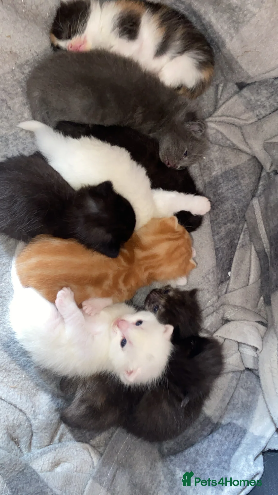 Mixed Breed cats for sale: Adorable kittens looking for forever homes - Advert 2