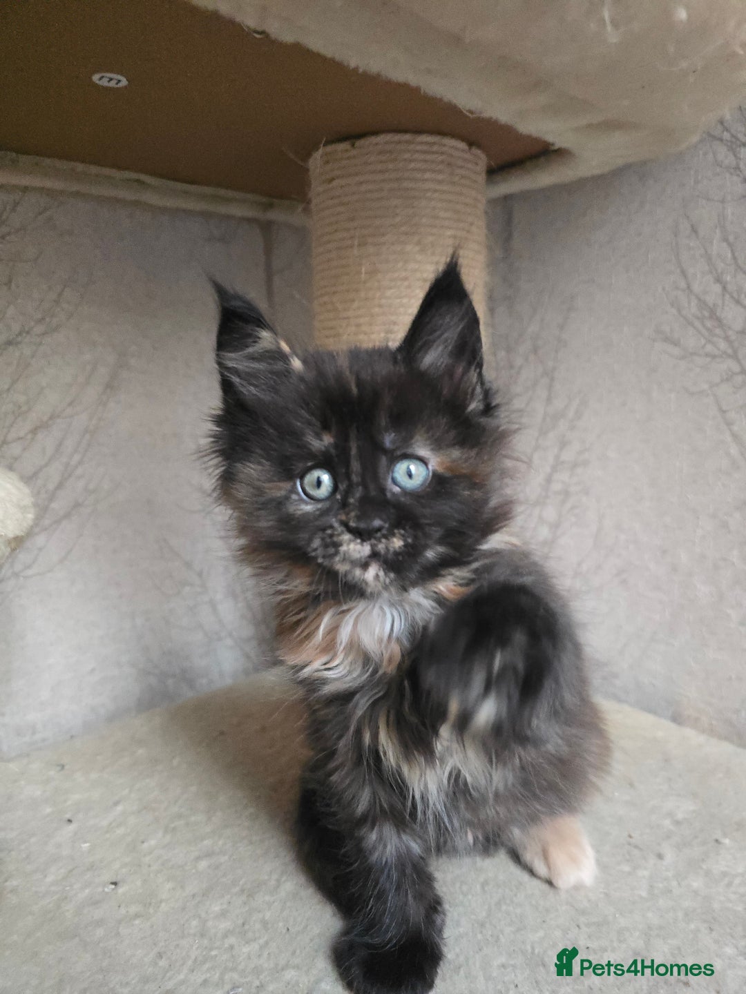 Maine Coon cats for sale: Amazing Large Purebred Maine Coon Kittens - Advert 9