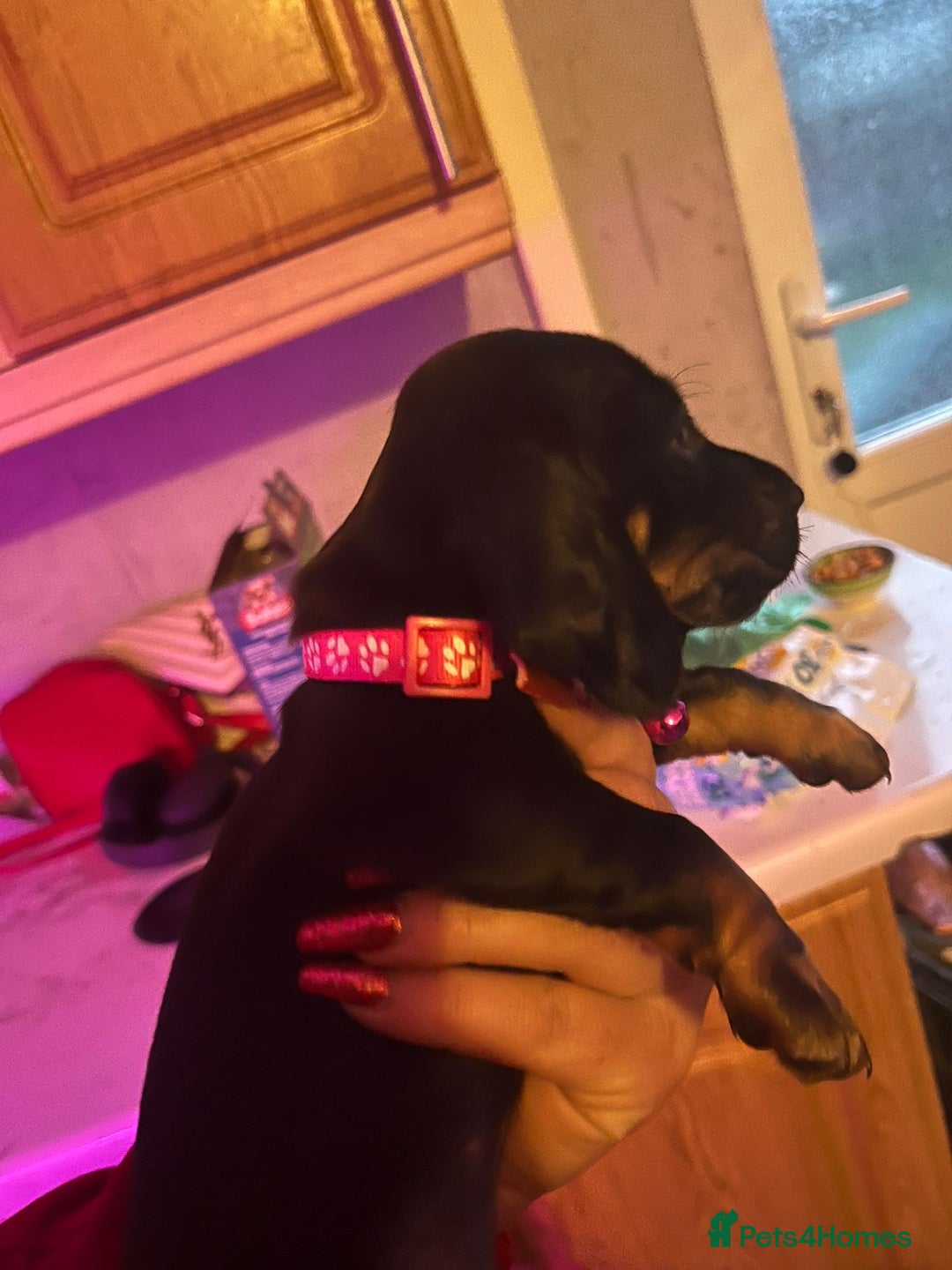 Miniature Dachshund dogs for sale: Puppies for sale miniature daschund  - Advert 8