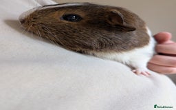 Guinea Pig rodents for sale: 2 Female Guinea Pigs  - Image 6