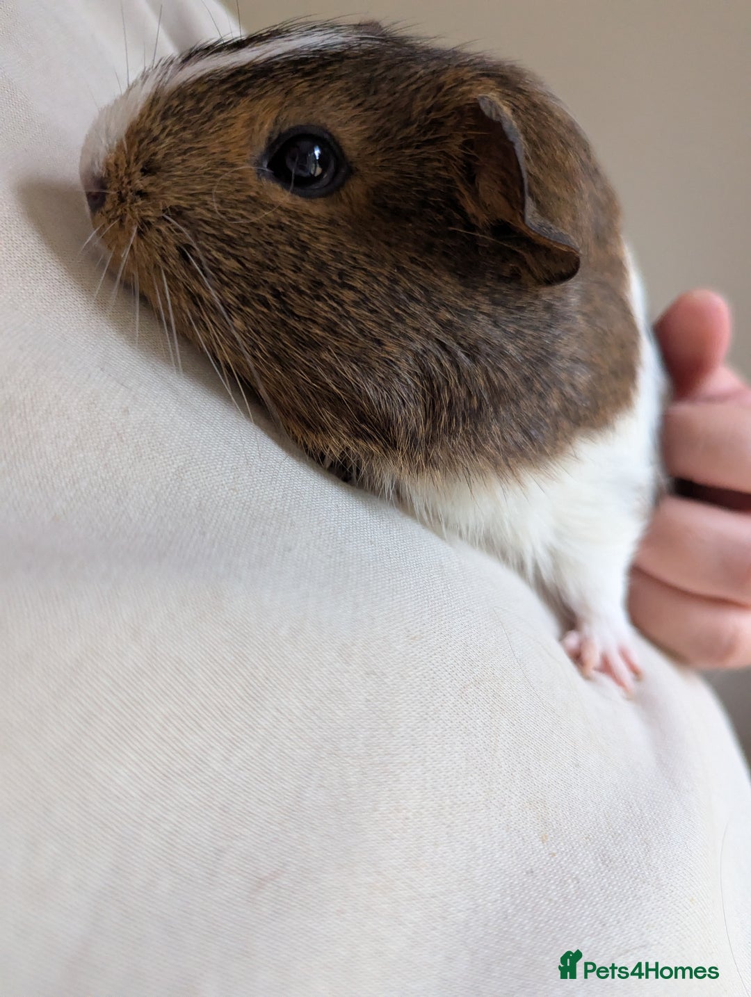 Guinea Pig rodents for sale: 2 Female Guinea Pigs  - Image 6