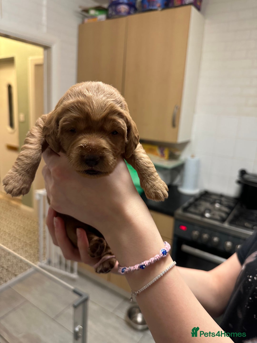 Labradoodle dogs for sale: Miniature F1 Labradoodles  - Advert 26