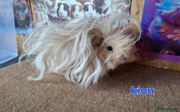 Guinea Pig rodents for sale: Lunkarya  - Image 4