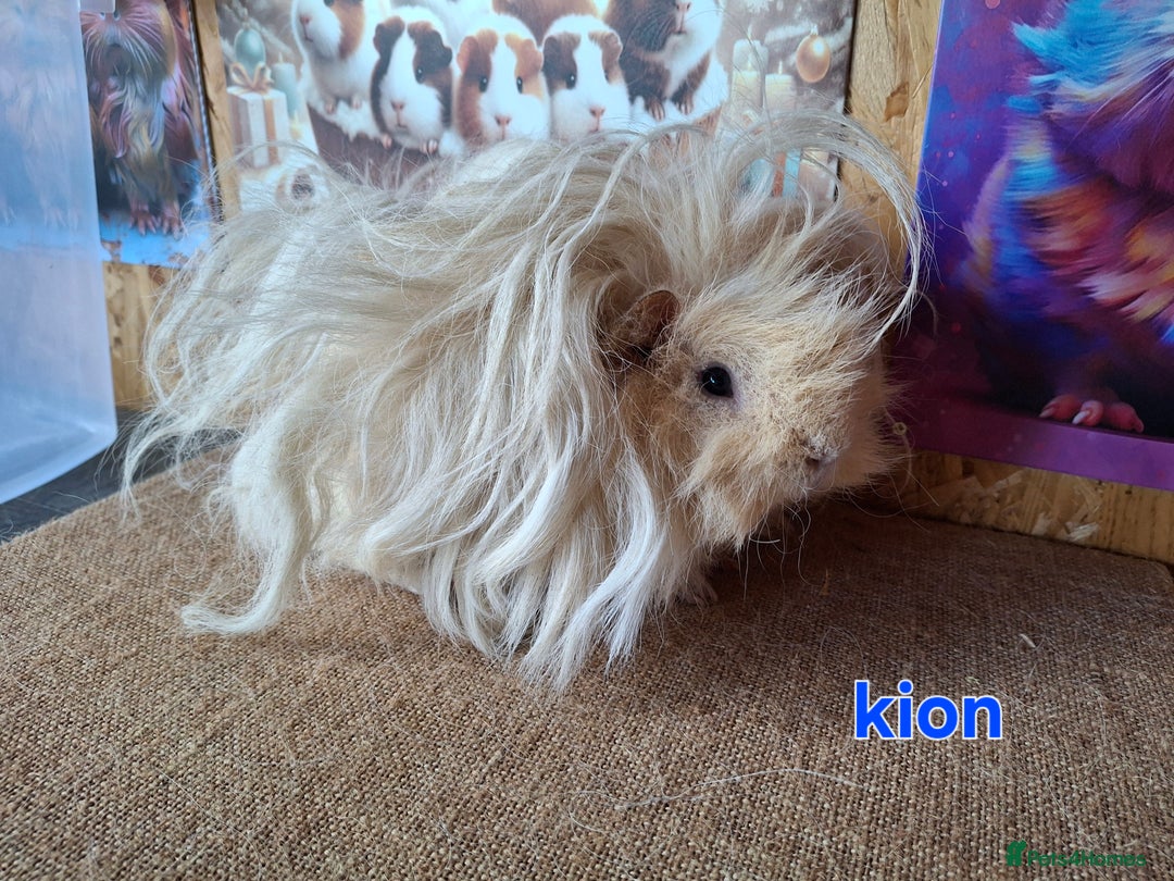 Guinea Pig rodents for sale: Lunkarya  - Image 4