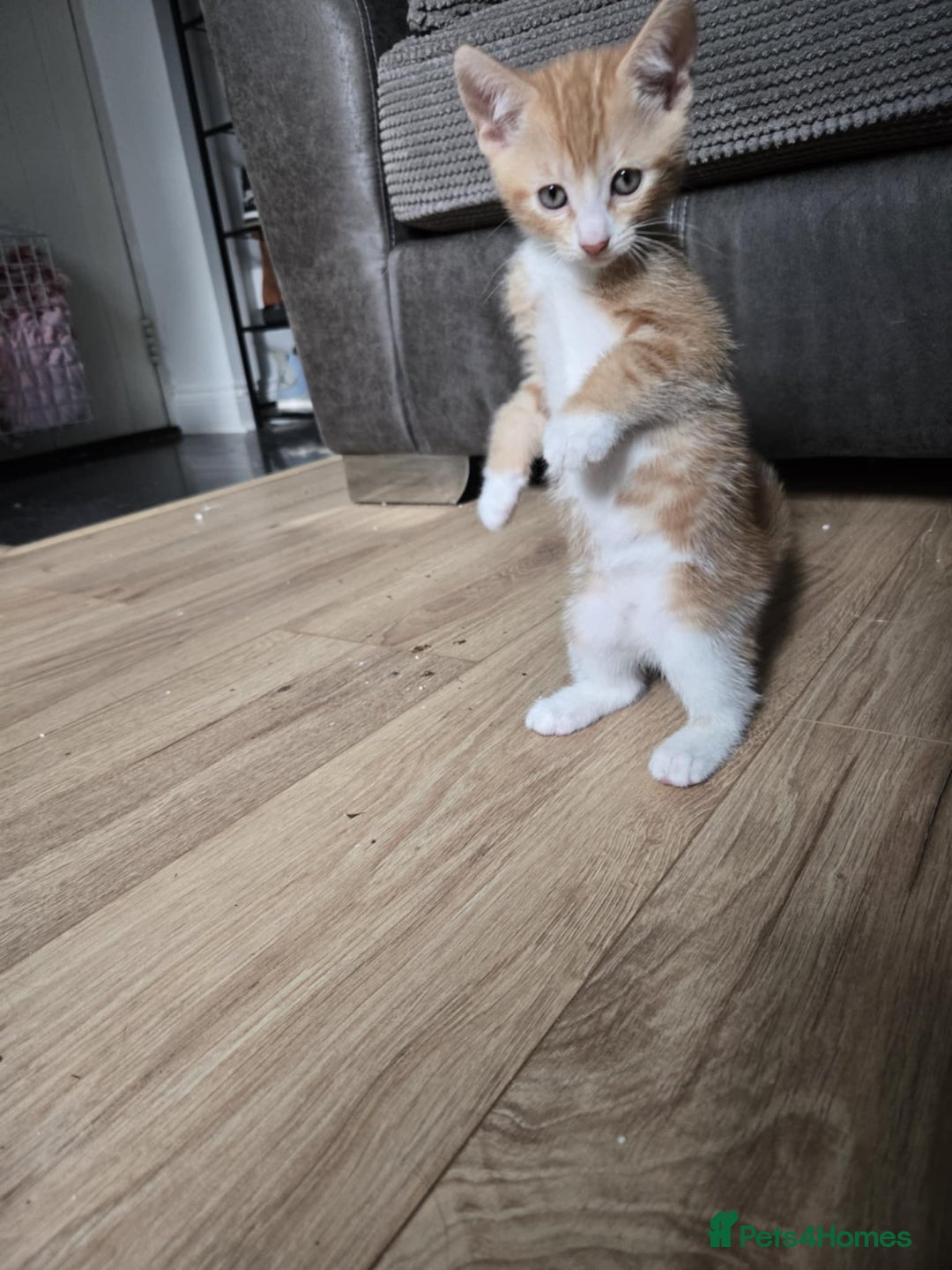 Mixed Breed cats for sale: 4 Playful Male Kittens Ready for Loving Homes! - Image 15