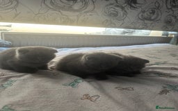 Scottish Fold cats for sale: Scottish fold - Image 9