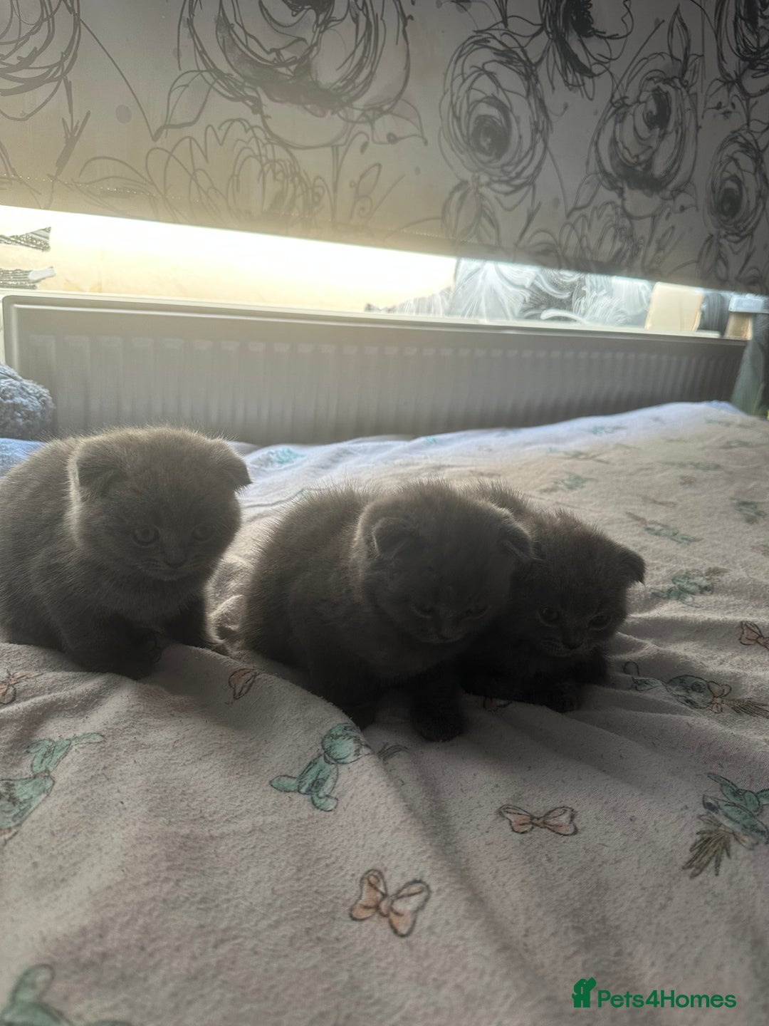 Scottish Fold cats for sale: Scottish fold - Image 9
