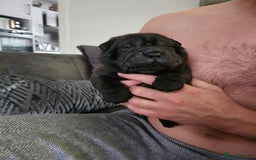 Shar Pei dogs for sale: Shar pei puppies  - Image 5