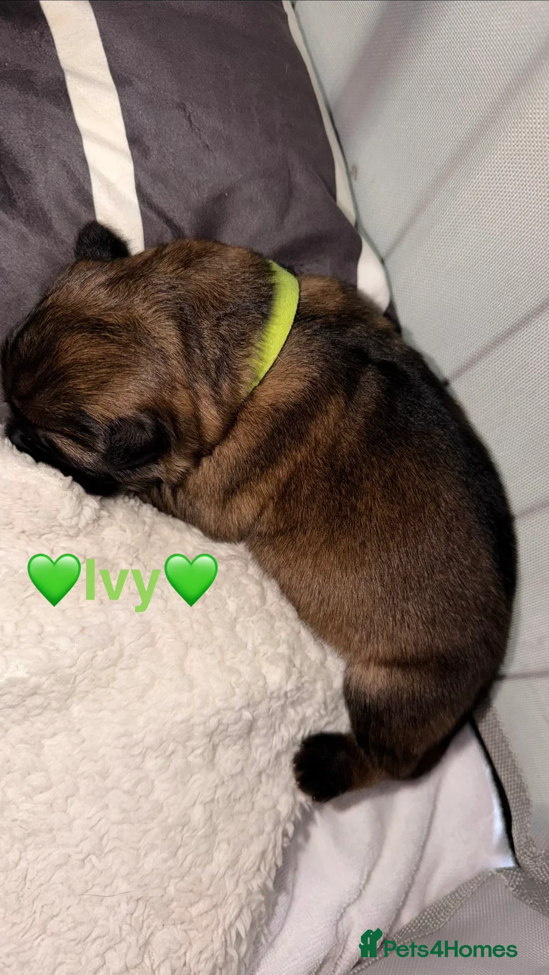 German Shepherd dogs for sale: 🐶🐶German Shepherd Puppies🐶🐶 - Advert 5