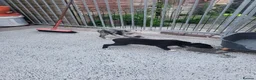 Lurcher dogs for sale: Lurcher pups male white black spots  - Advert 3