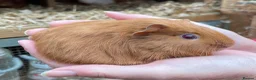 Guinea Pig rodents for sale: Baby Girl/Sows Guinea Pigs - Advert 6