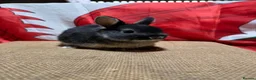 Netherland Dwarf rabbits for sale: Gorgeous Netherland dwarfs  Ready now  - Advert 3