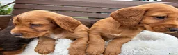 Cocker Spaniel dogs for sale:  🐾 KC Registered Cocker Spaniel Puppies - Advert 9