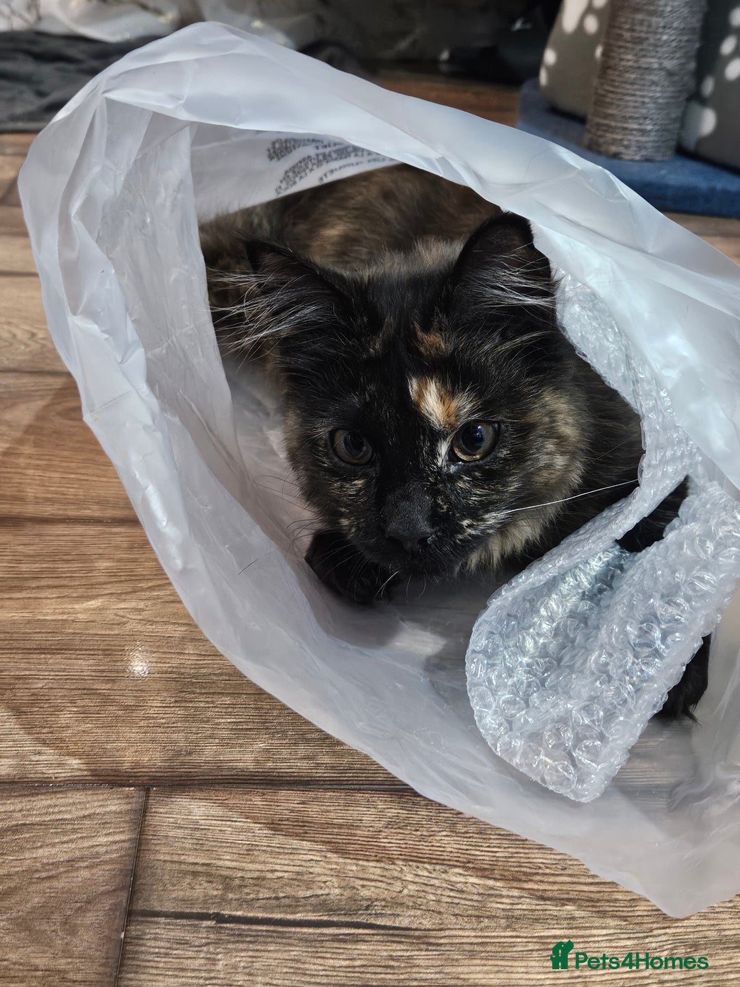 Maine Coon cats for sale: Maine coon  - Image 4