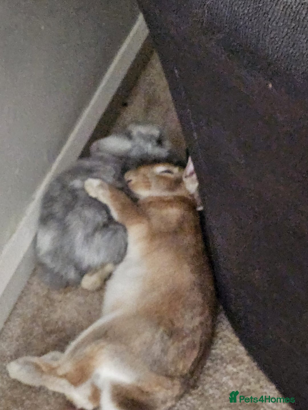 English rabbits for sale: Two male bonded rabbits - Image 5