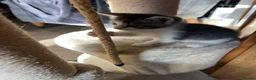 Mixed Breed cats for sale: Kittens for sale - Advert 6