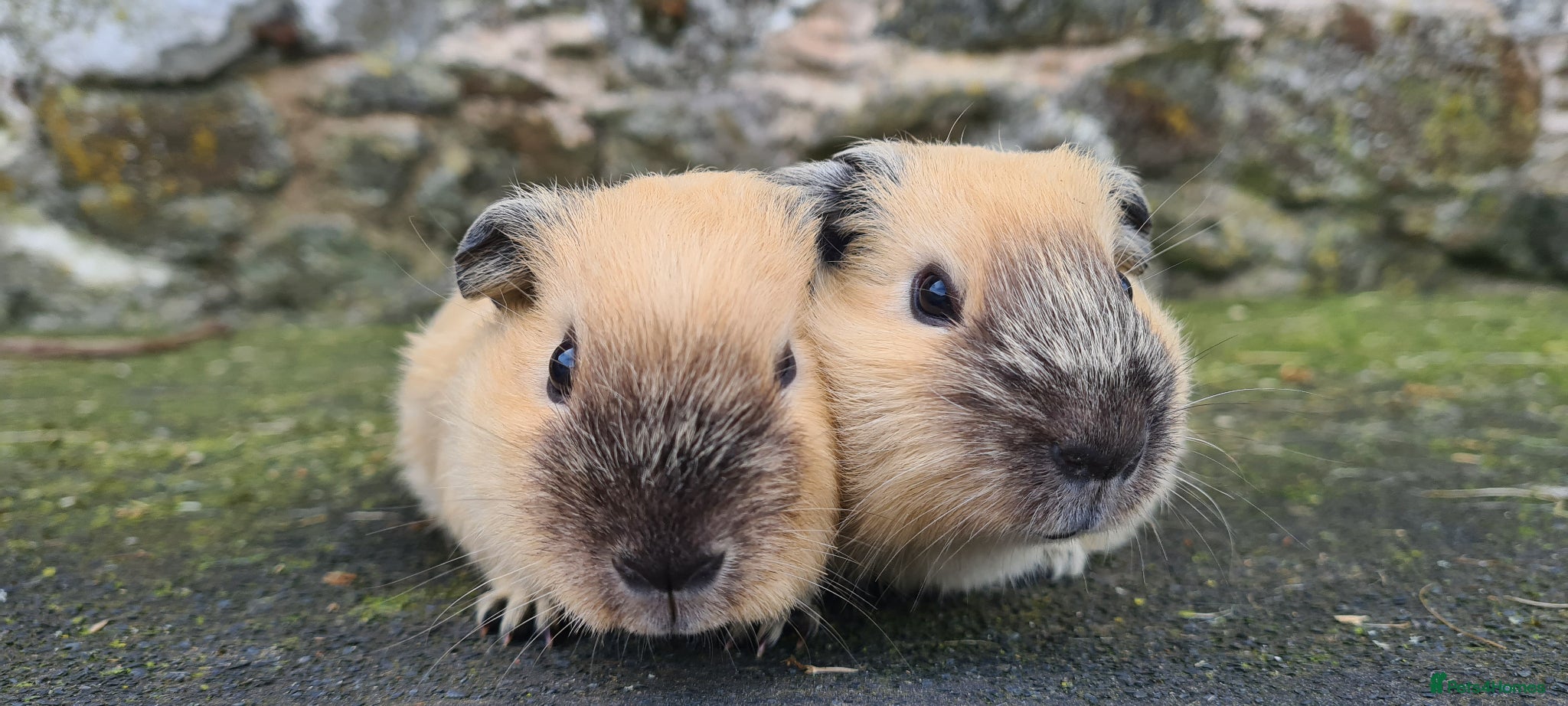 Guinea Pig rodents Californian and silver agouti baby guinea pigs. - Advert 2
