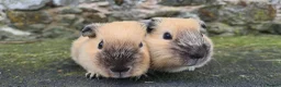Guinea Pig rodents for sale: Californian and silver agouti baby guinea pigs. - Advert 1