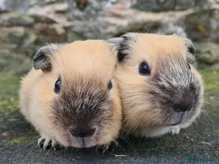 Guinea Pig rodents Californian and silver agouti baby guinea pigs. - Advert 2